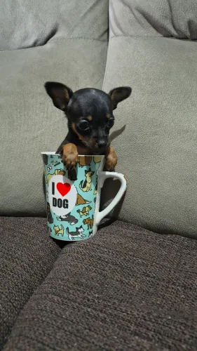 Pinscher fêmea Miniatura