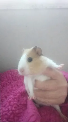Porquinho da índia