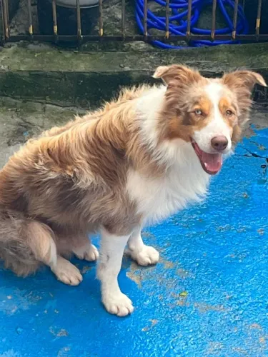 Filhote Border collie doacao mediante a taxa!!