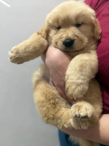 Golden Retriever filhotes macho e fêmea disponível