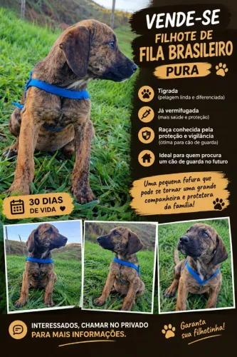 Fila brasileiro fêmea