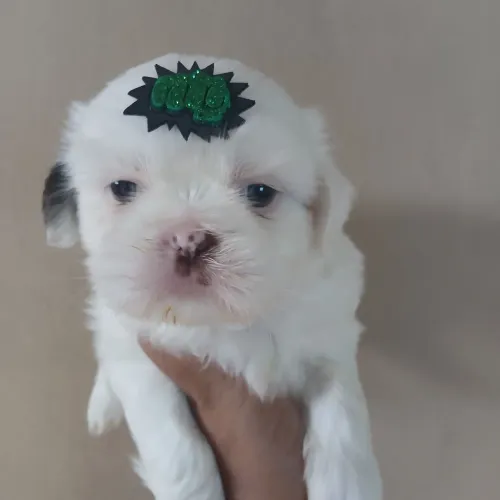 Filhote shih tzu