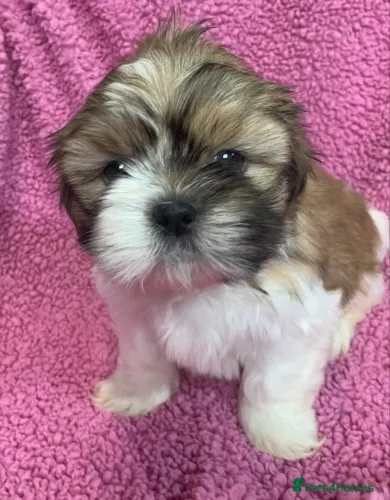 Bebezinho shih tzu/shitzu dócil e vacinado com saúde garantida contrato