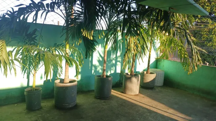 Plantas Palmeiras