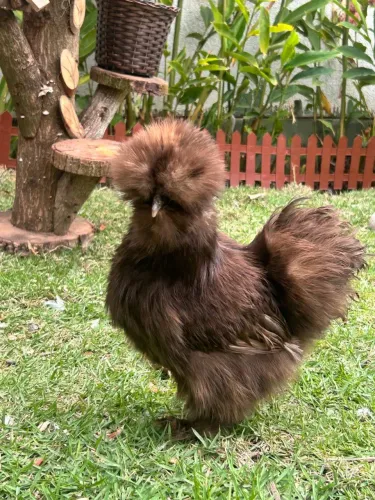Sedosa do Japão