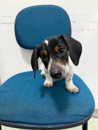 Dashund piebald 3 meses Vacinado 