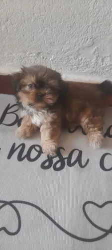 Vende-se filhote MACHO de shitzu