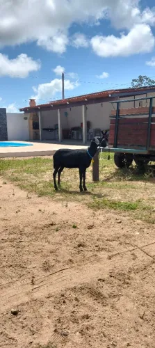 Maram sta Inês pura sem registro