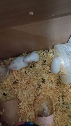 Vendo ramister angora