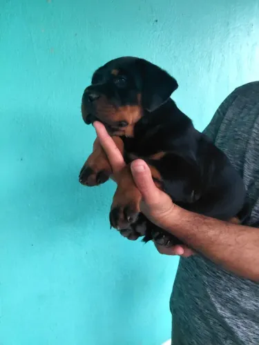 Filhote Rottweiler 