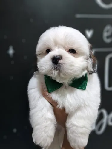 Fêmeas e Machos de Lhasa Apso, Pronta entrega