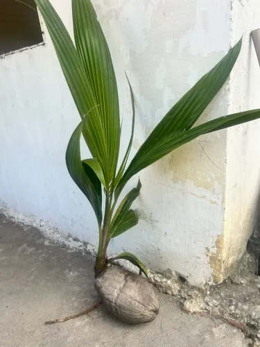 Mudas de coco