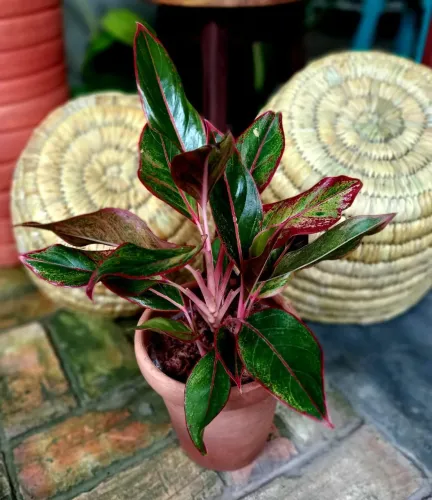 Muda de Aglaonema Creta