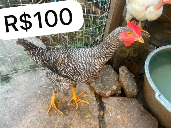Frangos