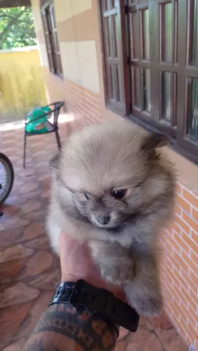 Lulu da Pomerânea 