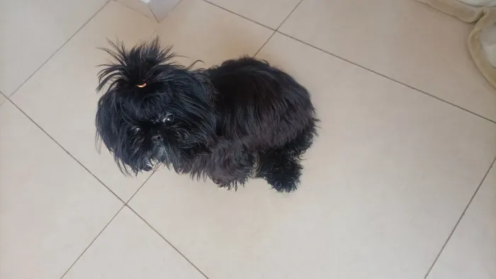 Vendo Shitzu 1 machinho as três vacinas 400 reais