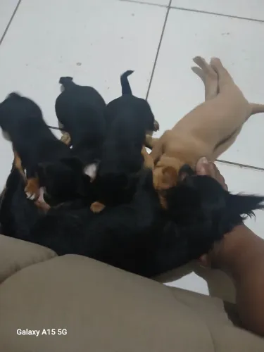 Vendo filhotes de cachorros pinsher lindos espertos ja comem ração vermifugados 