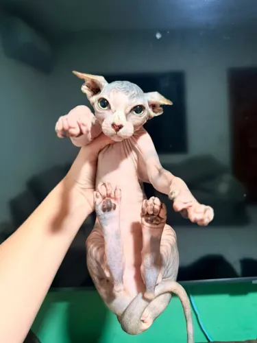 Sphynx fêmea filhote 