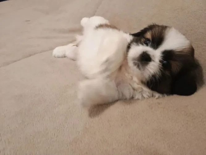 Shih Tzu Um filhotinho para retribuir todo amor de mãe