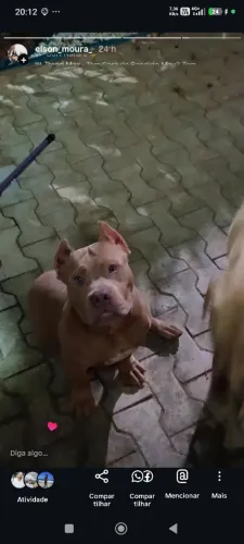 Cachorro