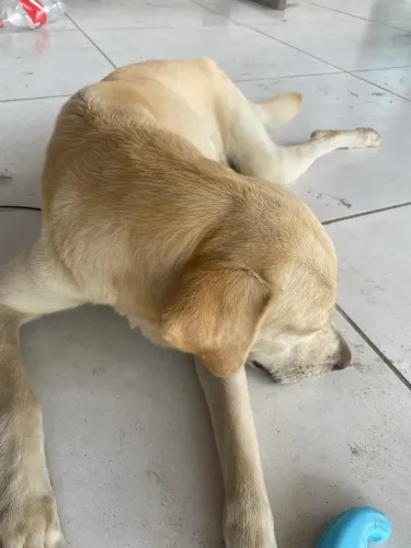 Doação de labradora pura