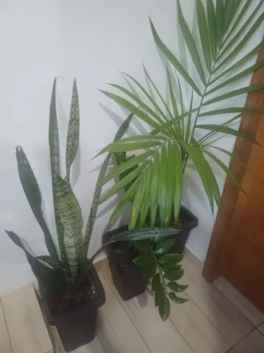 Plantas e mudas e no vaso