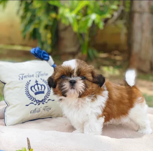 Shih tzu micro fêmea e macho dividimos em até 12x