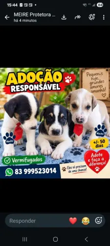 Adoção de lindos cãozinhos carinhosos.