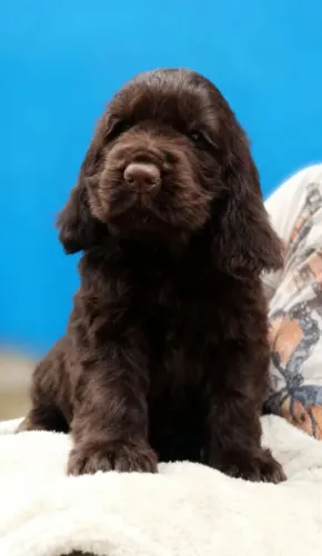 Cocker inglês - Chocolate!Chama no WhatsApp!