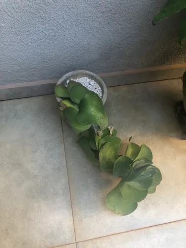 Doação de plantas