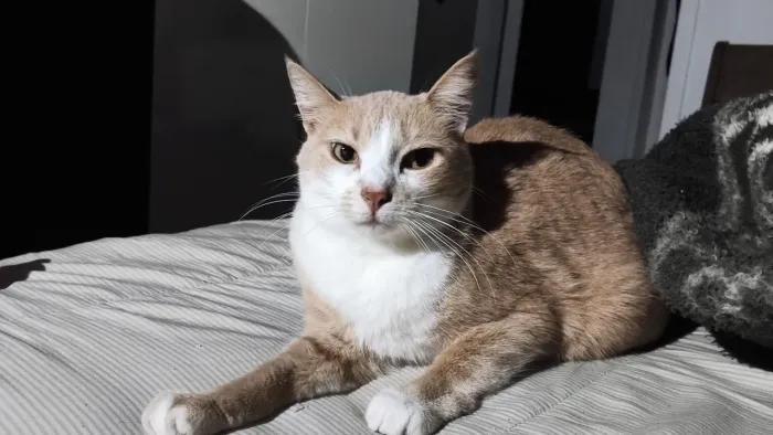 Gata Castrada para Adoção.