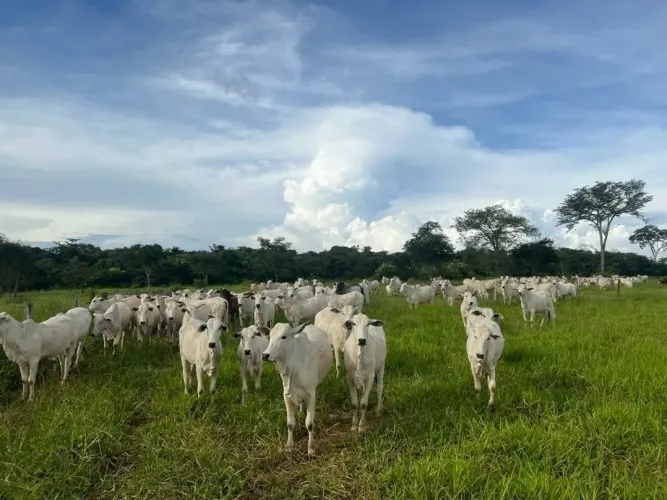 FAZENDA EM CAMPOS BELOS - GO: Uma oportunidade única!