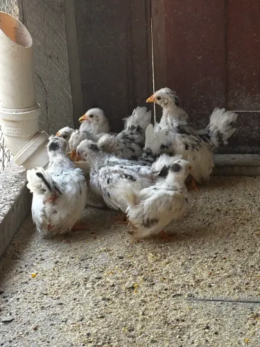 Pintinhos da raça Nagasaki 