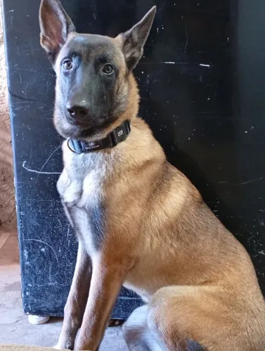 Pastor belga malinois