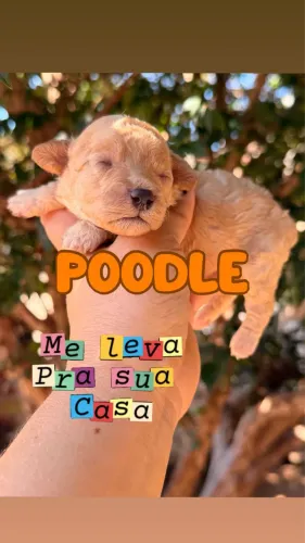 Poodle macho e fêmea