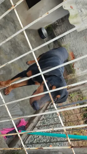 Doberman