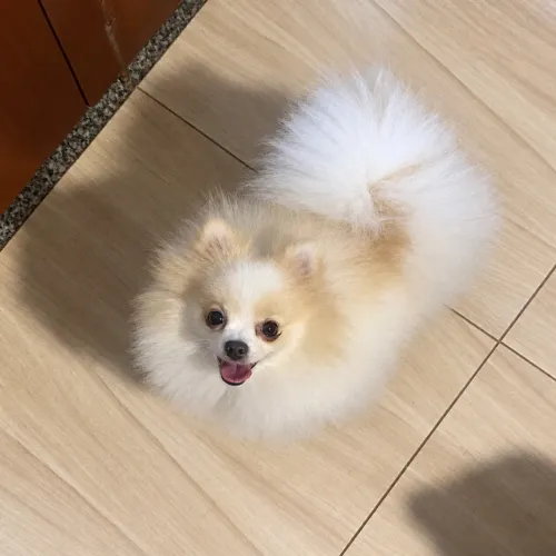 Spitz alemão Lulu da pomerania fêmea 9 meses