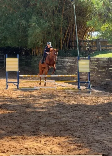 Egua de salto hipismo