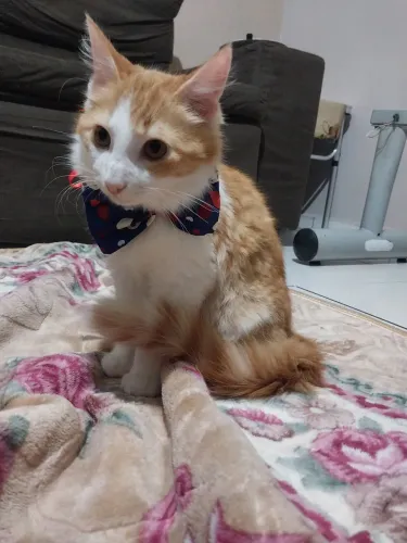 Gatinho Angora laranja com branco