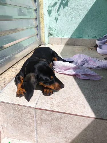Filhote de Dachshund