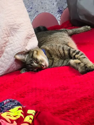 Gatinho para doação