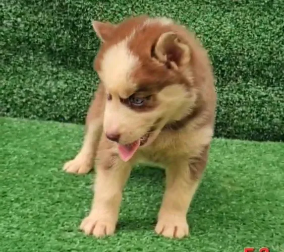 Husky siberiano energia e beleza 