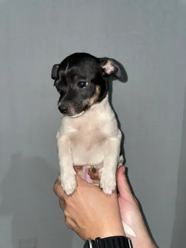 Filhotes Pinscher com shih-tzu