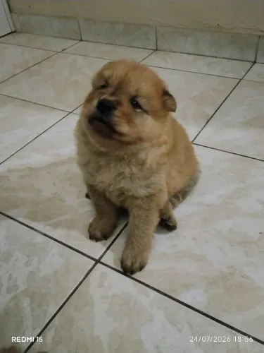 Chow chow 