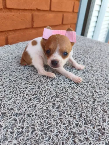 Pinscher pequenos e cheios de alegria