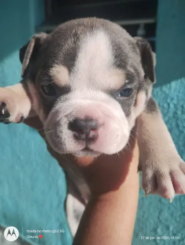 American Bully fêmea pocket disponível 