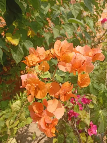 Mudas de burgavile