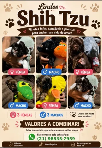 Cachorro shih Tzu/ 3 machos 3 fêmeas valor a combinar