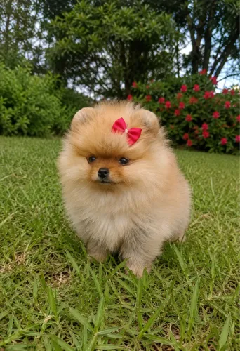 Doação Filhote Spitz Alemão Fêmea