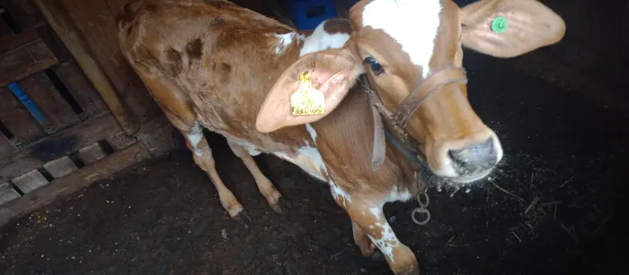 Vaca